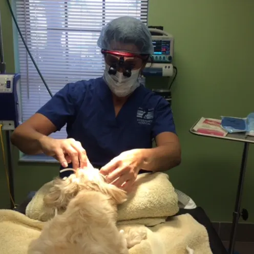 Doctor observing dog eyes